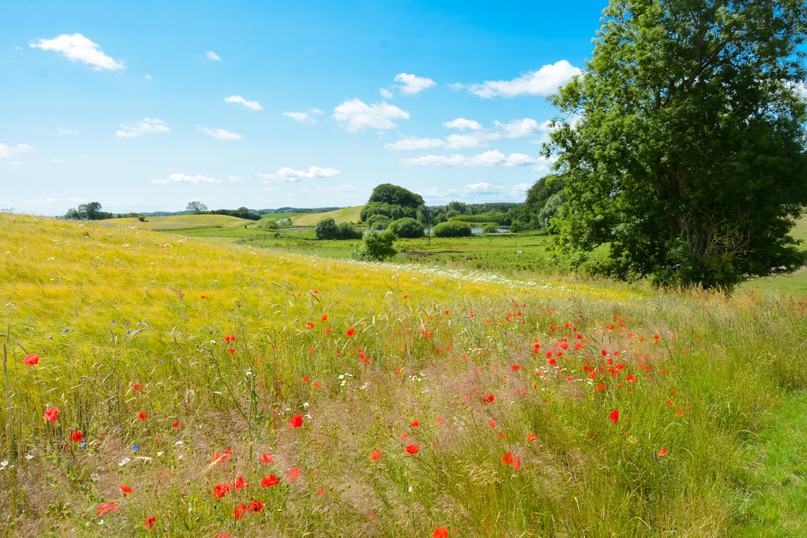 Danish summer landscape